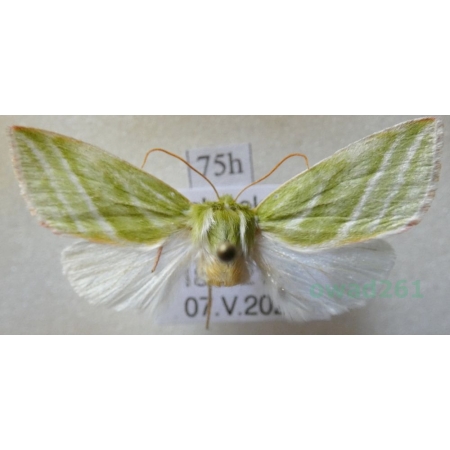 Pseudoips prasinana (Linnaeus, 1758) male Zielonka ukośnica Poland75h
